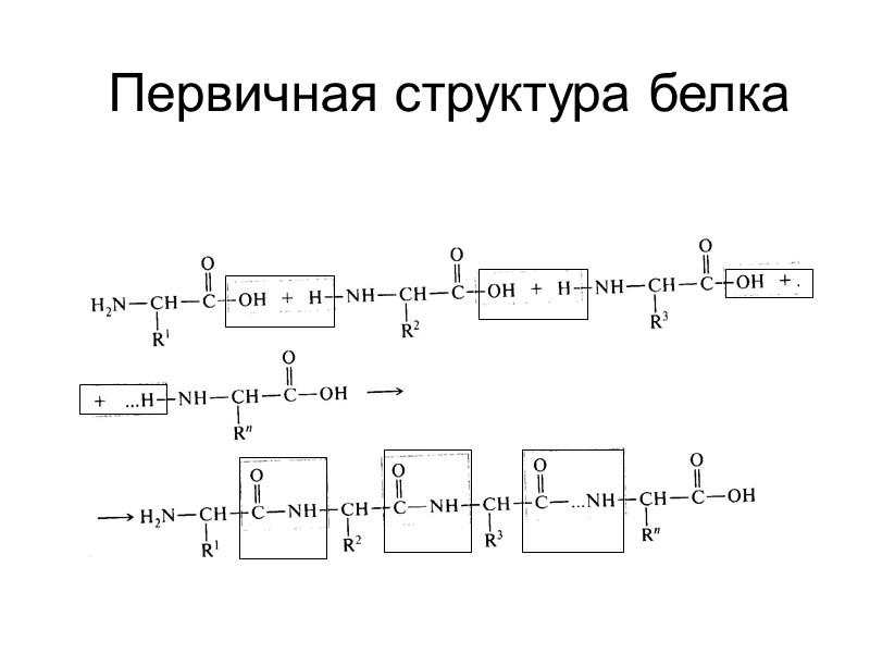Первичная структура белка